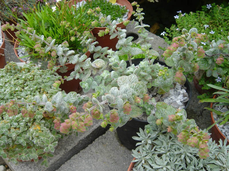 Origanum dictamnus photo